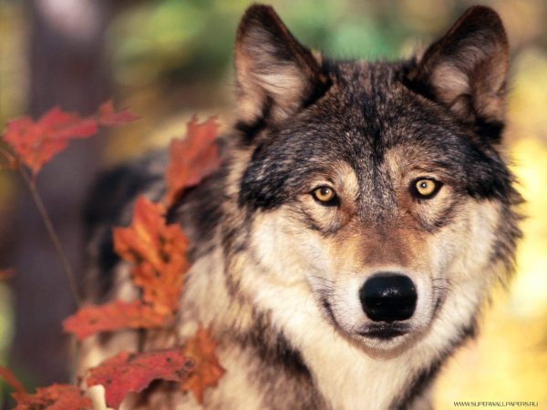 Wolf (19)