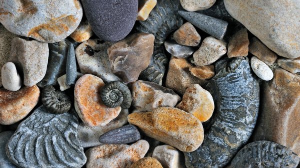FossilsDorset ROW2405674098 UHD