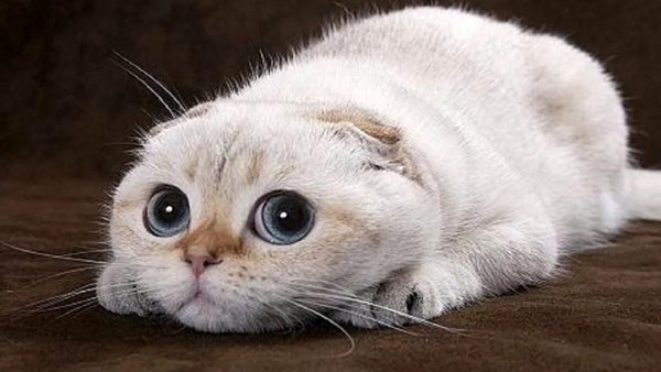 file_97203476