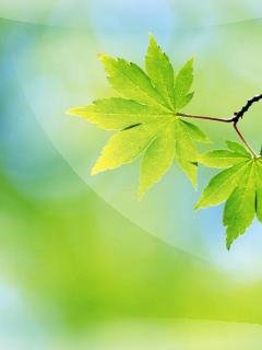 Spring leaves