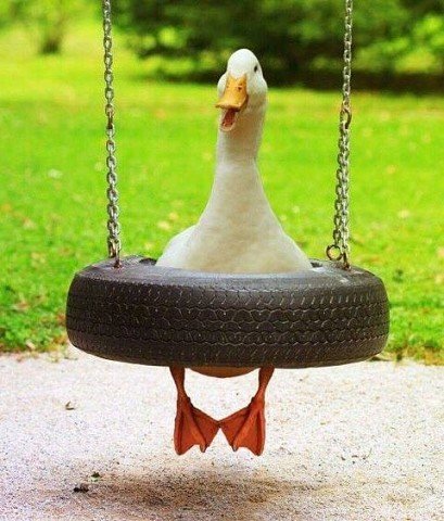 Гусь