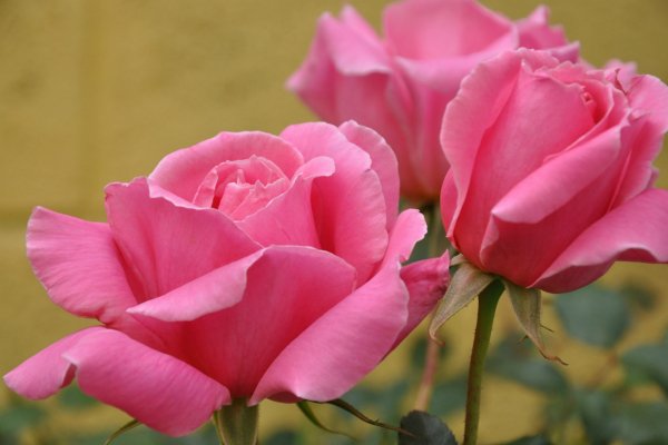 Wallpapers 7432
