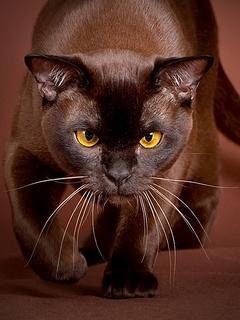 КОТ