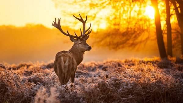 file_82761298