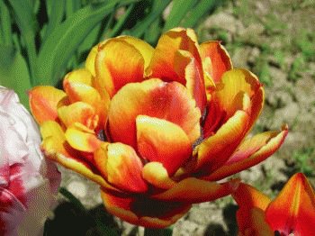 file_86284259
