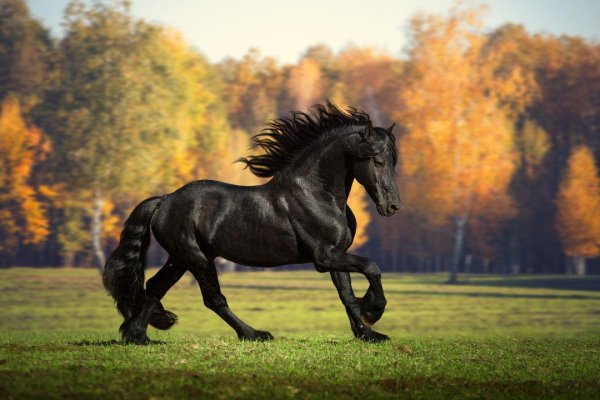 Horses 5