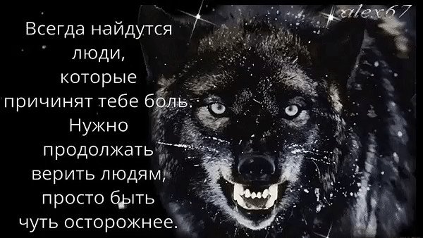 Волк