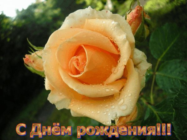 СДР ЖМР