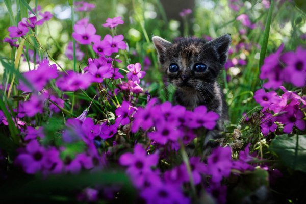 file_90496291