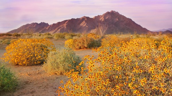 SonoranSpring ROW6193014422 UHD