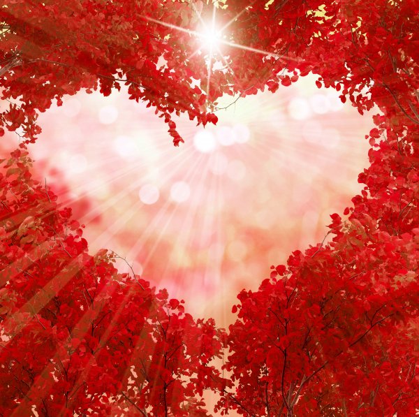 Autumn Branches Red Heart Rays of light Template 571670 2400x