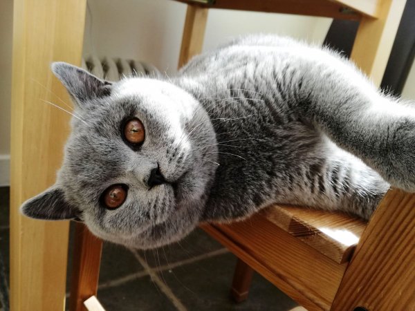 2 Британская короткошерстная кошка