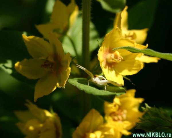 file_85268884