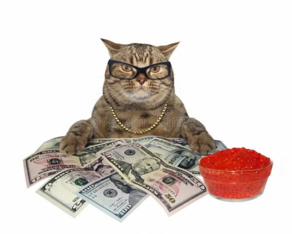 Богатый котяра