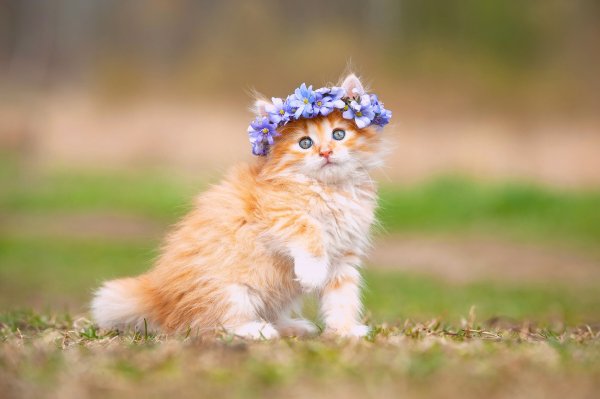 Котенок рыжий