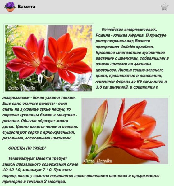 Комнатные растения 2.2