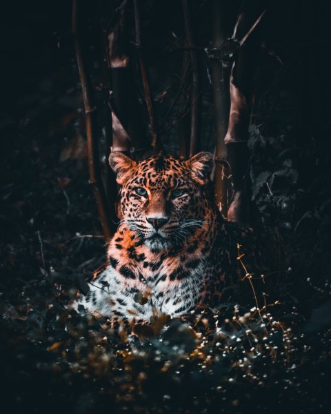 file_96797052
