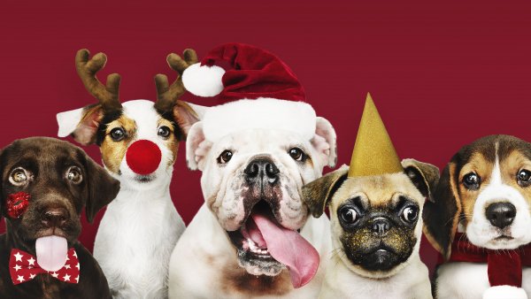 Pet baby puppies with red background 4k 5k hd animals