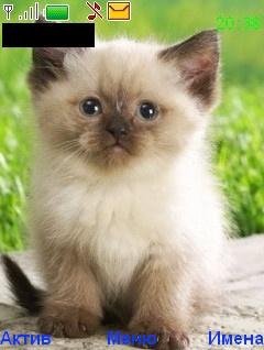 Котёнок