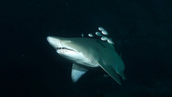 file_73328090