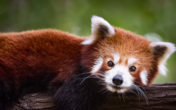 Panda Bears