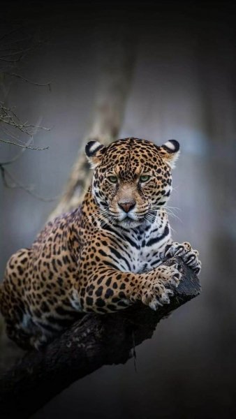 file_91608188