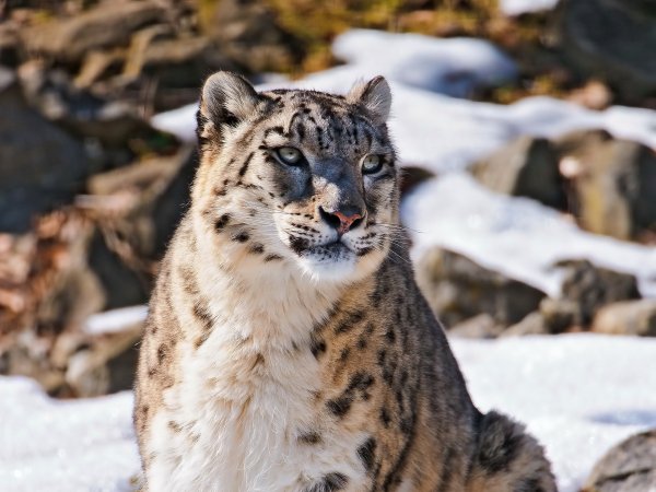 uncia uncia snow leopard..file