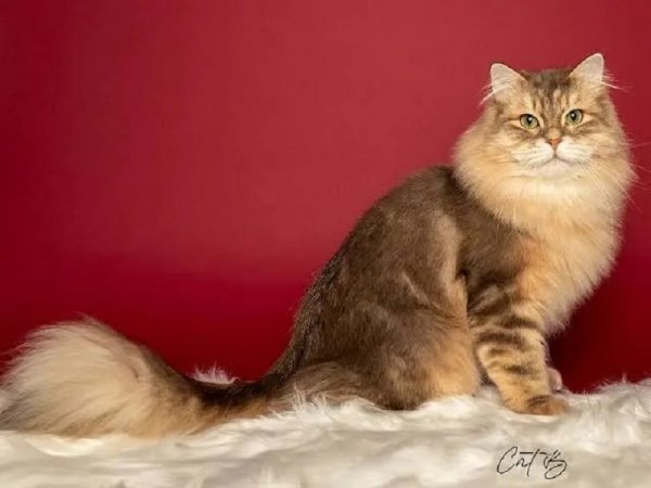 Сибирская кошка (7)