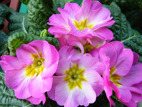 file_86458259