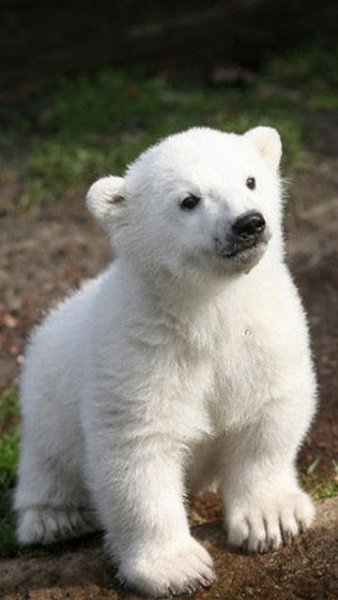 tegos animals 00013