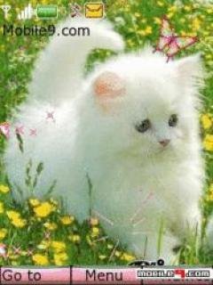 Котенок