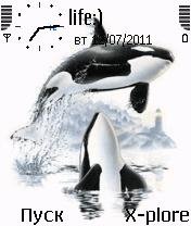 Animated Dolphins