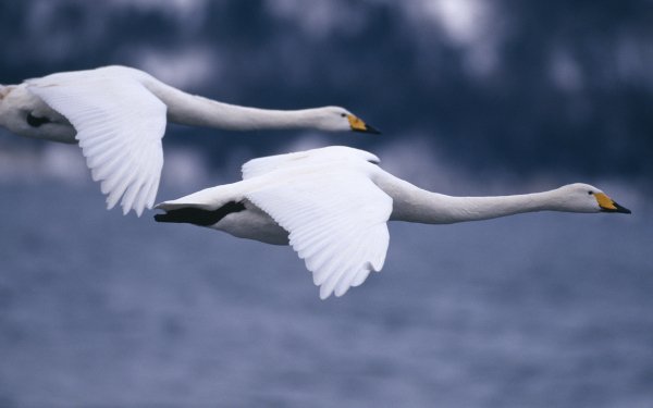 Birds of Many Feathers 4