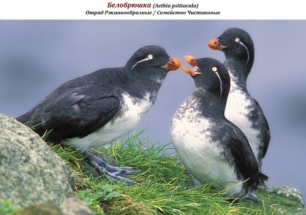 Белобрюшка (Aethia psittacula)