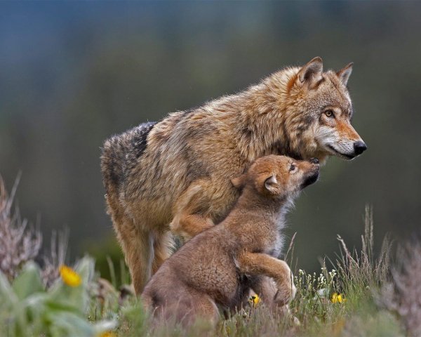 file_94153293