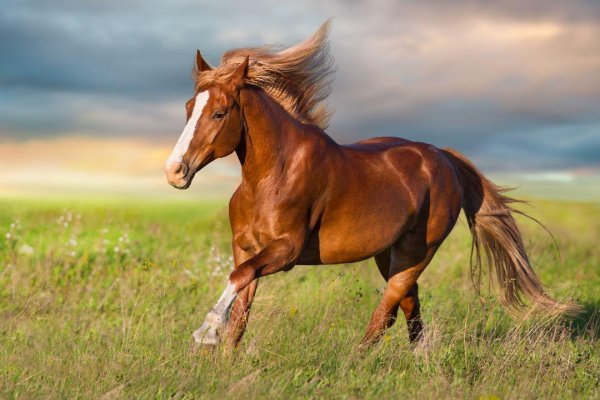 Horses 19