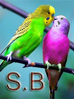 Love попугайчики птицы