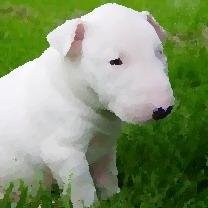 Dog4