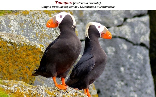 Топорок (Fratercula cirrhata)