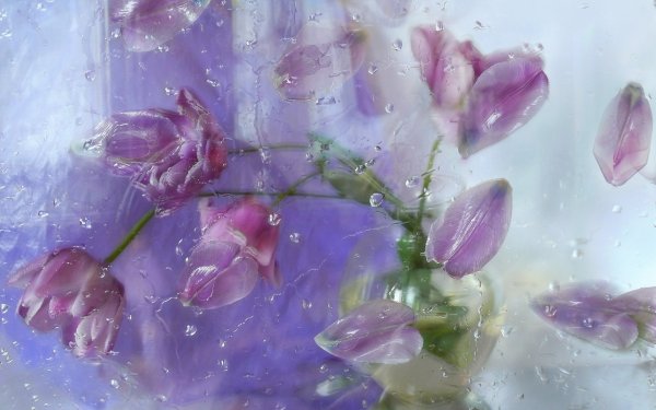 Image (73)