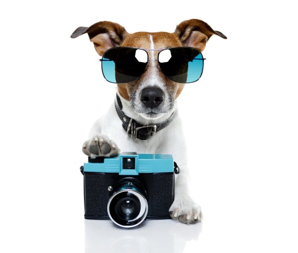 Dogs-Jack-Russell-terrier-Glasses-Camera-Funny