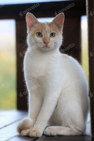 Белый кот. (5)