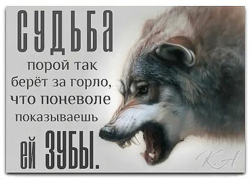 Волк