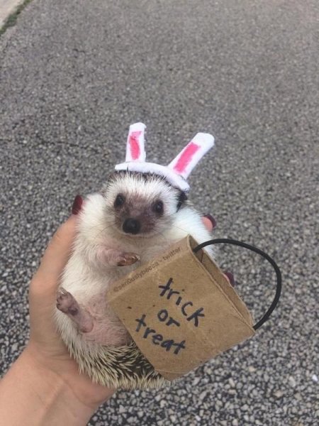 trick or treat