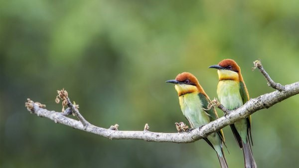 ChestnutBeeEater ROW7342338865 UHD