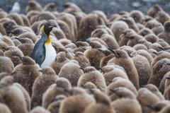 penguins