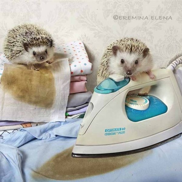 Ежики гладят белье 2
