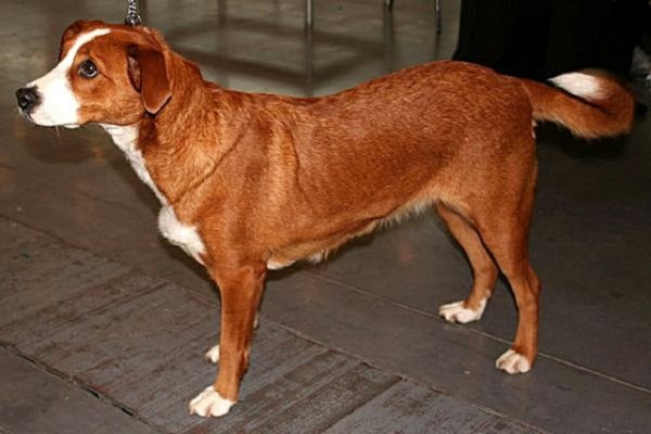 Австрийский короткошерстный пинчер