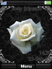 Black velvet and white rose