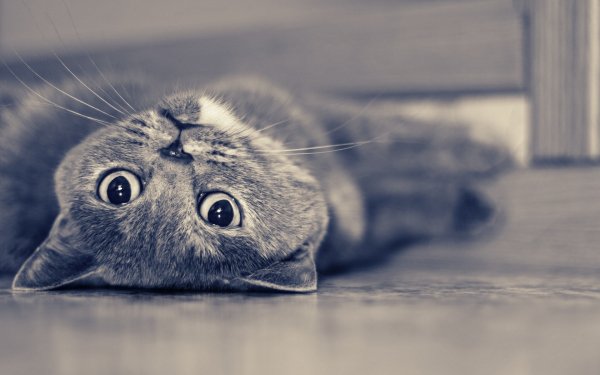 животные британцы кошки..file